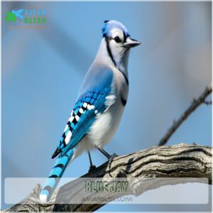 Blue Jay