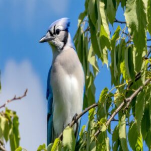 Blue Jay Spirit Animal