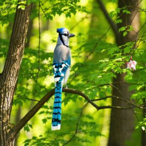 Blue Jay Spiritual Meaning