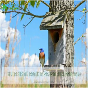 Bluebird Nesting Season in Georgia