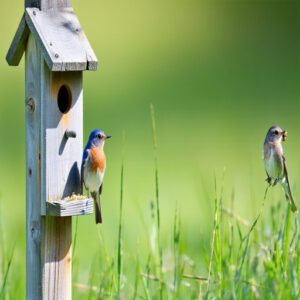 Bluebirds, Robins, and Jays