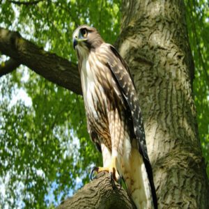 Broad-Winged Hawk