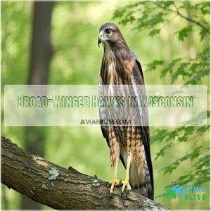 Broad-Winged Hawks in Wisconsin