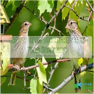 Brown Birds You Might See in Your Backyard