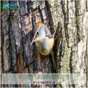 Brown-headed Nuthatch