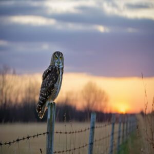 Burrowing Owl High-Pitched Calls and Mating Habits