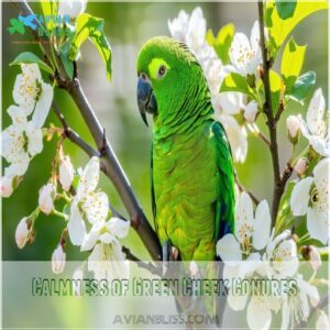 Calmness of Green Cheek Conures