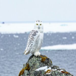 Canadian Arctic Islands