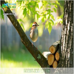 Carolina Wren