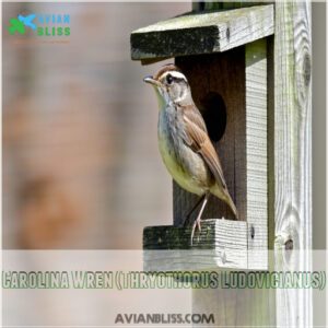 Carolina Wren (Thryothorus Ludovicianus)