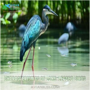 Characteristics of Long-Legged Birds