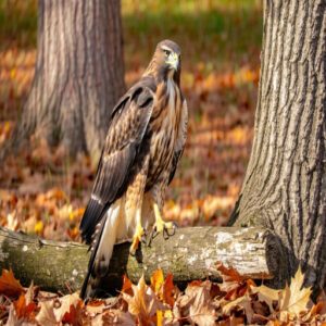 Characteristics of Michigan Birds of Prey