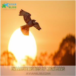 Characteristics of Nightjars