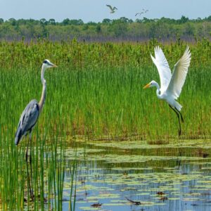 Characteristics of Wetlands and Marine Habitats