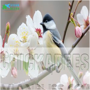 Chickadees