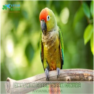 Cinnamon Green Cheek Conure