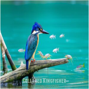 Collared Kingfisher