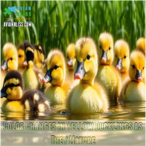 Color Changes in Yellow Ducklings as They Mature