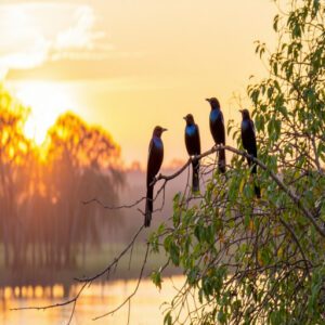 Color Patterns of Black Birds in Texas