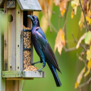 Common Grackle