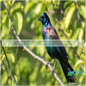 Common Grackle Iridescence