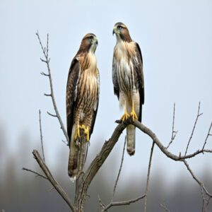 Common Mistakes in Hawk Identification