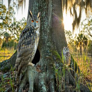 Common Owl Species in Florida