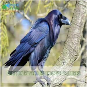 Common Raven Distinctive Features