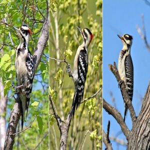 Common Species Found in Texas