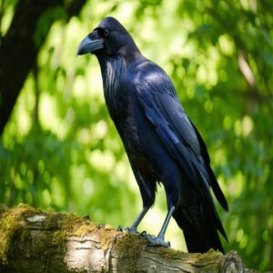 Common Words and Phrases Crows Can Say