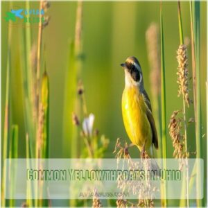 Common Yellowthroats in Ohio