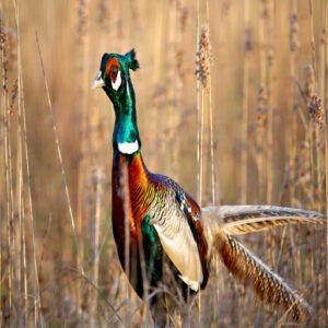 Common/Ring-Necked Pheasant