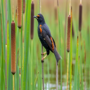 Conservation of Black Birds in Ohio