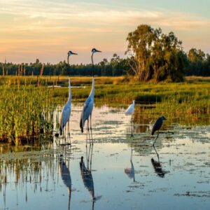 Conservation of Marsh Birds