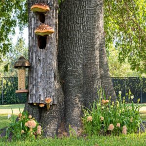 Creating Woodpecker-Friendly Yards