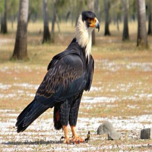 Crested Caracara Description