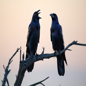 Crows