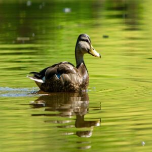 Dabbling Ducks