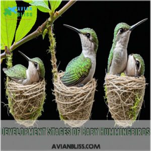 Development Stages of Baby Hummingbirds