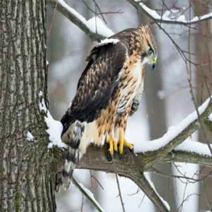 Diet and Foraging Habits of Michigan Birds of Prey