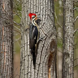 Distinctive Calls and Drumming Patterns