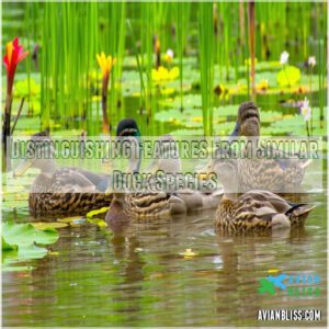 Distinguishing Features From Similar Duck Species