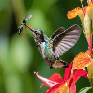 do hummingbirds eat bugs