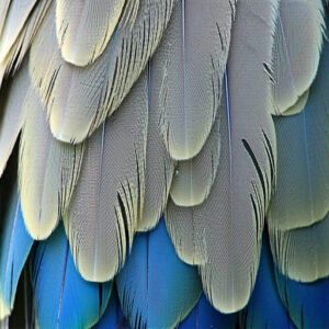 Downy Feathers