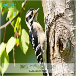 Downy Woodpecker