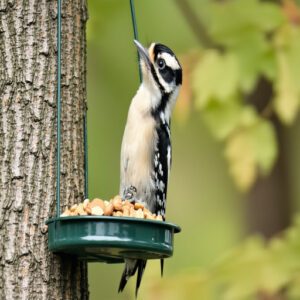 Downy Woodpecker Characteristics