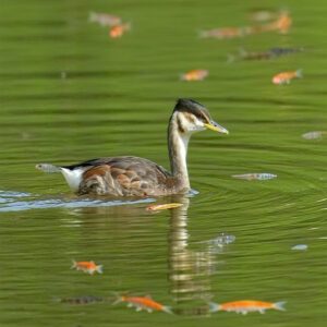 Eared Grebe Diet