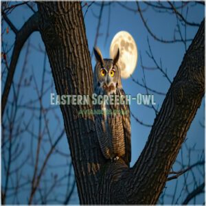 Eastern Screech-Owl