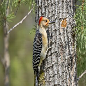 Eastern Texas Pineywoods Woodpeckers