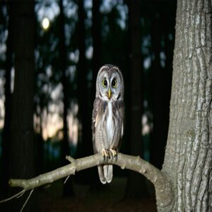 Elf Owl